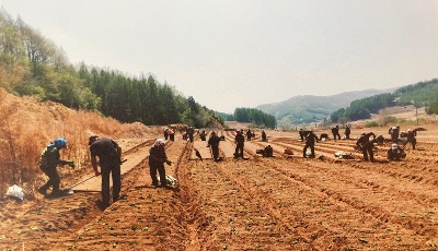 新春走基层|“草药村”是怎样炼成的？——辽宁省清原县椽子沟村的“致富密码”