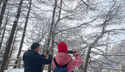 今天去嶗山“海誓山盟”，走著走著就一起白了頭————立春以來首場雪飄臨嶗山