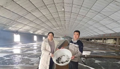 引領(lǐng)刺參種業(yè)創(chuàng)新發(fā)展，青島如何加快構(gòu)建“藍(lán)色種都”？