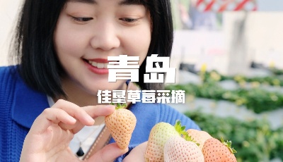 【視頻】佩佩帶你去旅行｜草莓最佳采摘季節(jié)來了！在城陽發(fā)現(xiàn)一家品質超高的草莓采摘園——佳墾草莓