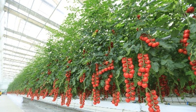 "齐"心"鲁"力|山东寿光着力做好蔬菜“稳”字文章