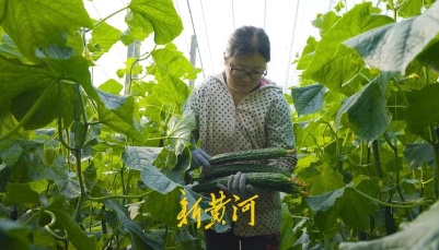 好品山东 | 从寿光到北京，一根黄瓜的奇妙旅行