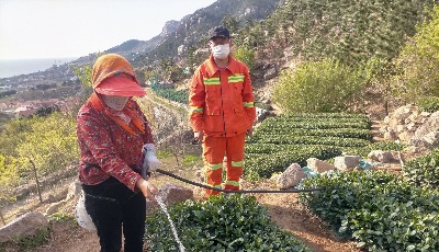 修水管保灌溉，辦實(shí)事護(hù)山林——嶗山風(fēng)景區(qū)為社區(qū)居民修高山水管，促景社融合