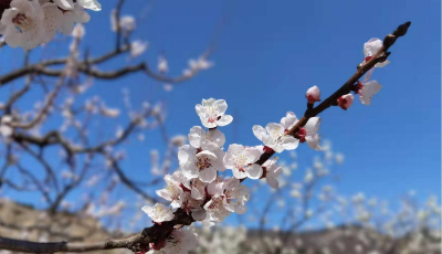 浪漫春日 携手相约鲜活城市生活  新希望琴牌第二节樱花季酸奶节即将启幕
