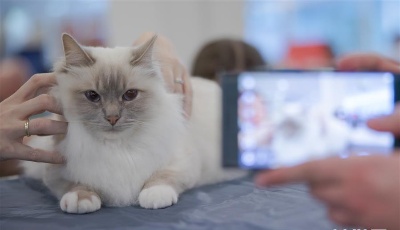 家电“宠”出新市场 智能驱动新赛道