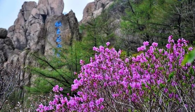 山間開遍映山紅，花中“西施”扮靚巨峰