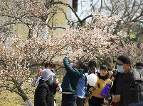 人間四月芳菲盡  踏青賞花正當(dāng)時(shí)