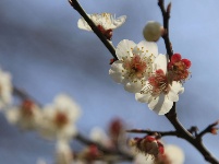 人間四月芳菲盡  踏青賞花正當(dāng)時(shí)