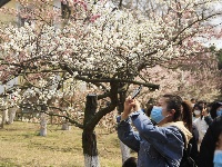 人間四月芳菲盡  踏青賞花正當(dāng)時(shí)