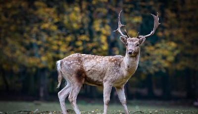 “两高”发布司法解释：破坏野生动物资源犯罪不再唯数量论