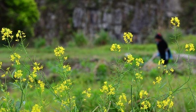 节气里的中国丨谷雨：雨生百谷
