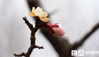 好品山东丨凛冬已过，春风已至(组图)