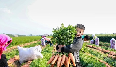 青岛莱西胡萝卜国内外市场“掀”浪头