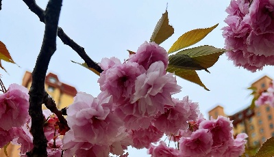 青岛今天最高温20℃，大风蓝色预警信号已发布