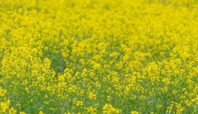 青岛西海岸·人间四月天 | 唐岛湾滨海公园：油菜花海惹人醉 一沐春风万顷黄