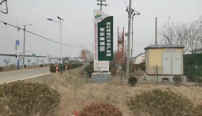 闪光如你 “柿柿如意”小青年与乡村振兴催家集的故事——张一静：农村大棚里打造IP 