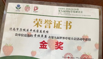 好品山东｜连续5年获全国金奖，济南唐王街道的“胖子”草莓凭实力圈粉的秘诀是啥