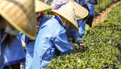 红岛蛤蜊节欢乐启幕！青岛城阳打造全域旅游时尚化发展典范