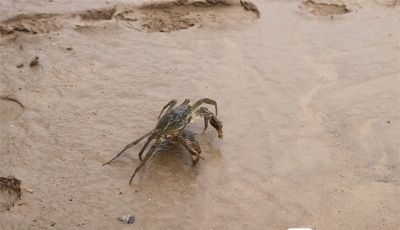 好品山东 | 黄河育好蟹，好蟹在惠泽
