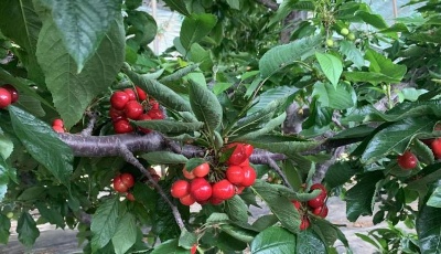 好品山东丨“红灯”高高挂枝头 又到樱桃成熟时