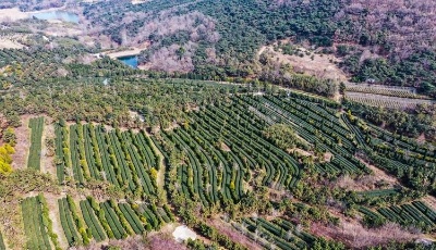 好品山东｜2022年日照春茶播报②|茶园管护忙 春来茶飘香