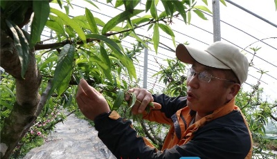 好品山东丨解密油桃甘甜密码！平度市白沙河大油桃即将上市