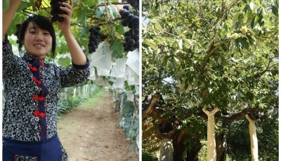 青岛市全面完成第三次全国农作物种质资源普查与样品收集任务