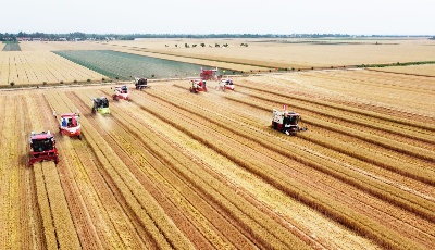 青岛：小麦机收赛技能 减损节粮显高招
