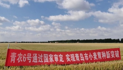 麦田点兵忙 种固保粮安！青岛市举办2022年小麦新品种新技术观摩会