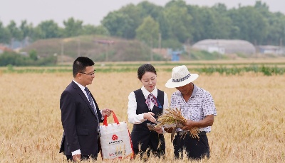 青岛农商银行：十年厚植特色良壤 绘就高质量发展新蓝图