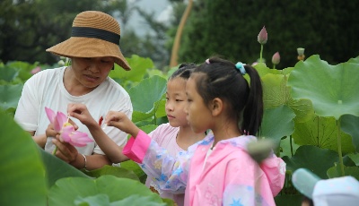 “荷”你有约，“莲”动岛城！青岛第二届荷花节活动今日启动