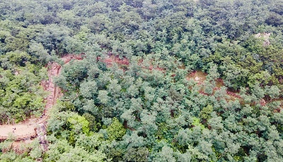 把最美“绿肺”搬到市民脚下！青岛太平山公园生态绿道建设取得阶段性成果