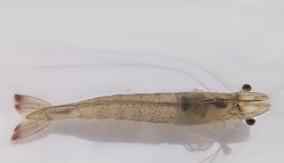 凡納濱對蝦“渤海1號”和長牡蠣“前沿1號”通過國家新品種審定