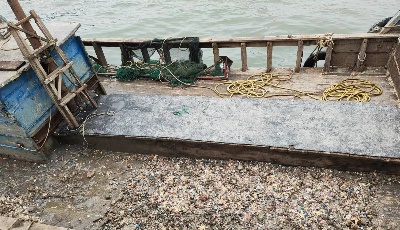 捕撈16.3萬公斤，部分區域已基本清除！青島開展凈灣行動專項整治膠州灣白泥螞、海星