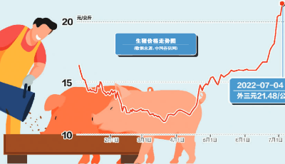 生猪价格“涨”声响起 底部反弹还是周期反转？