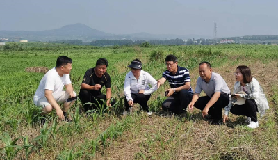青岛市农技中心开展农技推广“夏季清风”行动