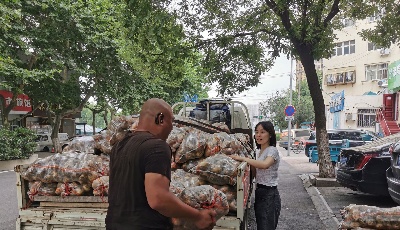 青岛：雨淹土豆菜农愁  商会帮扶解民忧