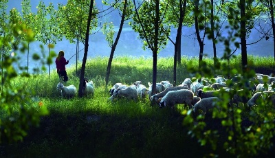 青岛市乡村振兴摄影大赛启动 设置85名奖项最高奖金2000元