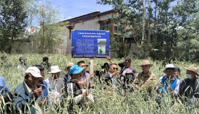 青岛农技援藏 助力日喀则创建“草粮兼收”种植新模式
