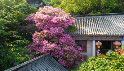 嶗山太清游覽區(qū)六百年古樹(shù)花開(kāi)正艷  