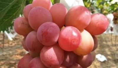 “葡”面而来，“萄”你喜欢！青岛葡萄采摘热门推荐图鉴出炉