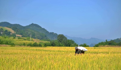 中央财政下达资金100亿元　再次向实际种粮农民发放一次性农资补贴