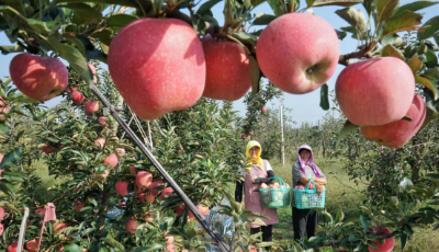 胶州洋河：满树满枝苹果红！采摘园里笑丰收
