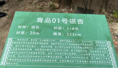 518岁“01号古树”成为认养第一单  青岛古树名木保护行动出新举措