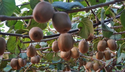 胶州洋河：金秋鲜果飘香 猕猴桃丰收正当时