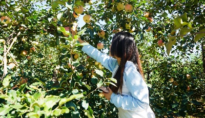 表白山水洋河 2022上合新区农民丰收节暨洋河慢生活体验节开幕