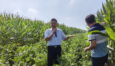 ​玉米不减产多收一季豆！青岛市规模化推广玉豆带状复合种植模式