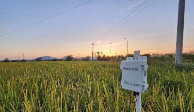 长江畔秋收见闻：稻田里藏了多少“黑科技”