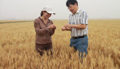 青岛十佳种粮大户王玉芹：规模化经营机械化耕作，扎根土地累计产粮近亿斤