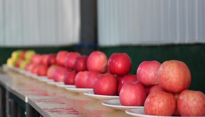 沿着总书记的足迹·新闻多一点丨延安苹果让老乡们生活越来越红火